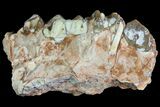Oreodont Jaw Section With Teeth - South Dakota #81942-3